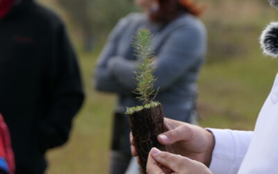 Somos la compañía con la que todas las empresas quieren compensar su CO2 en España